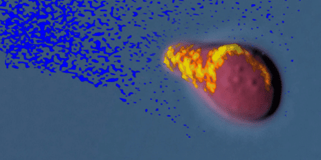 The polar site (the yellow part) is a detector, a processor and a motor, all together, that is - a multi-functional means that controls the growth and movement of the single cell. [Courtesy of ETH Zurich]