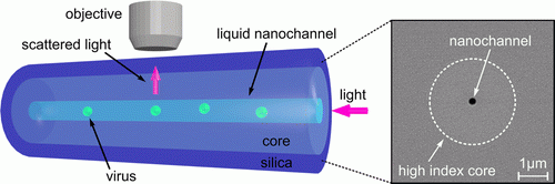 ألياف ضوئية تحتوي على قناة نانومترية في المركز لمراقبة تكوين الفيروسات. رسم توضيحي: جامعة هارفارد، بإذن من الدكتور يوآف لاهيني