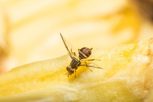 A fruit fly feasts on the fruit of the breadfruit tree