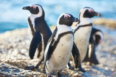 פינגווינים. צילום: shutterstock