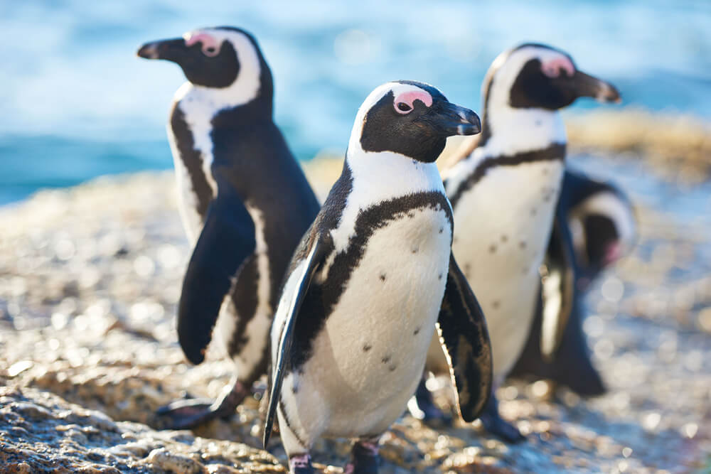 Penguins. Photo: shutterstock