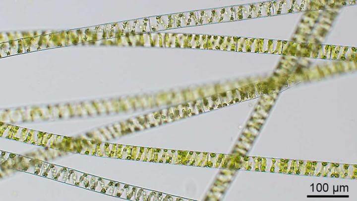 Photograph of the green alga Spirogyra [courtesy of Gert Hansen, SCCAP, Copenhagen]