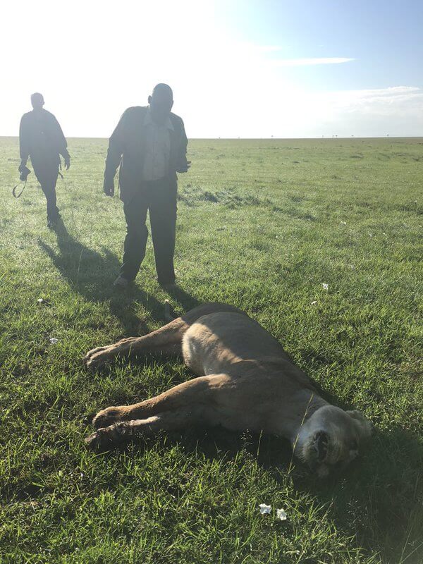 Bibi, the oldest lion in the swamp herd in the Masai Mara Reserve in Kenya has been poisoned. Photo: Mark MacEwen from Twitter