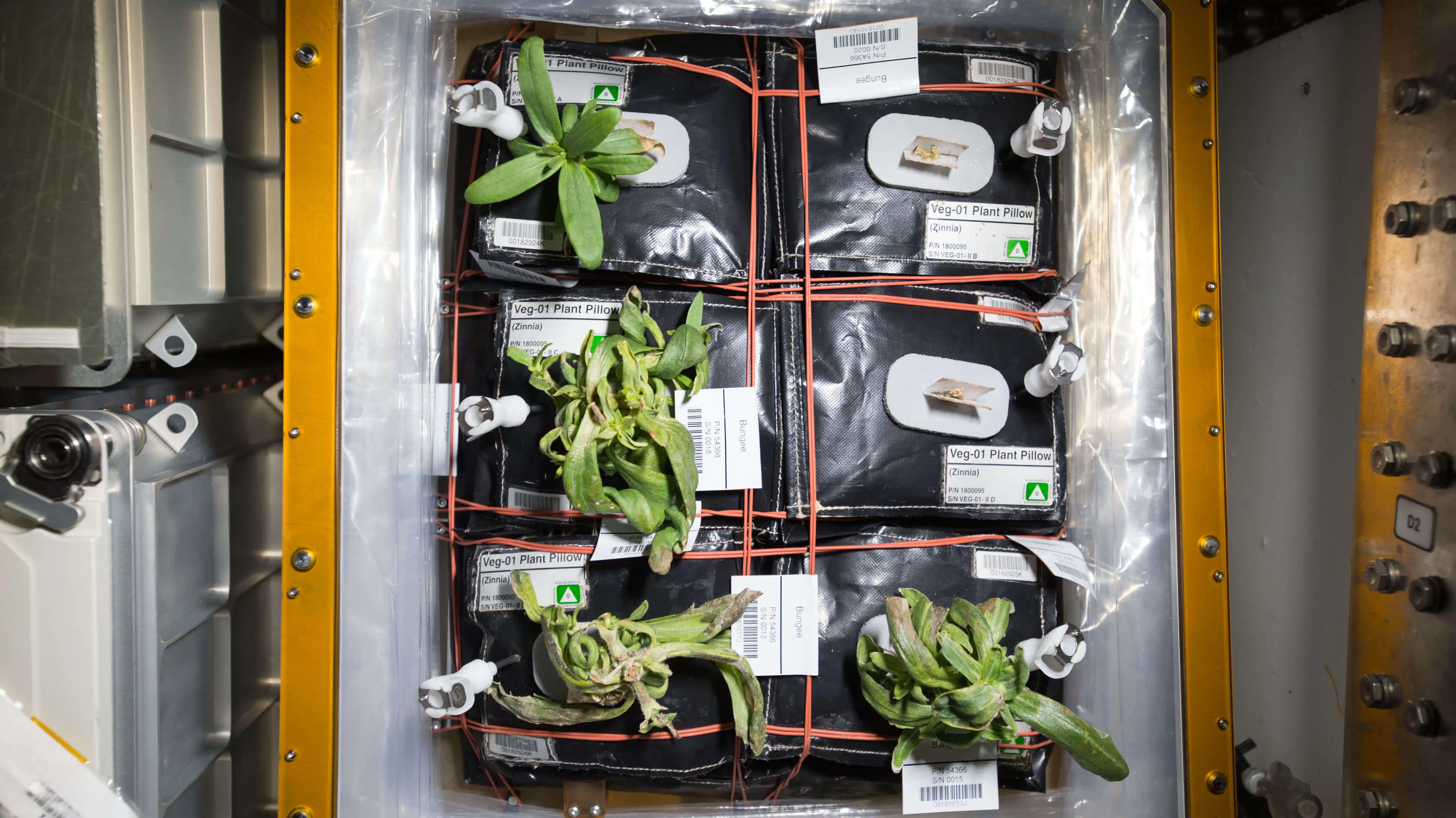 צמחי הזיניה שגדלים על גבי מערכת הניסוי "וגי" (Veggie) בתחנת החלל הבינלאומית. מקור: נאס"א.