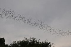 להקת עטלפים משחרת למזון. צילום: shankar s., Flickr