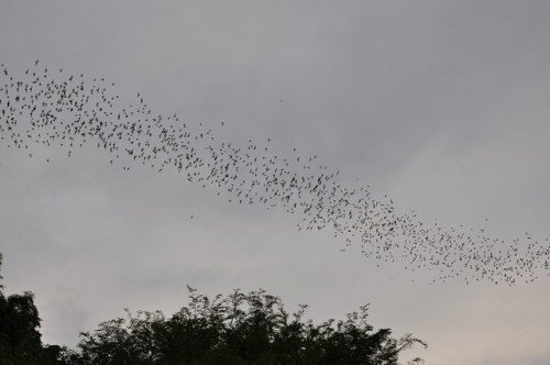 להקת עטלפים משחרת למזון. צילום: shankar s., Flickr
