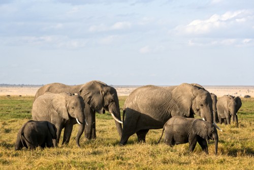 A herd of elephants graze in a reserve in Kenya. social animals. Photo: shutterstock
