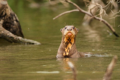 A giant otter swims in a lake in the Amazon rainforest in Peru. Photo: shutterstock
