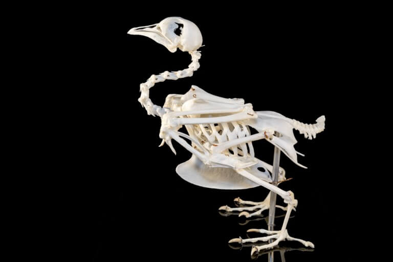Chicken skeleton. Photo: shutterstock