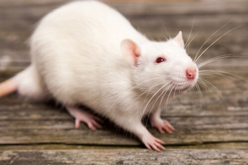 rat. Photo: shutterstock