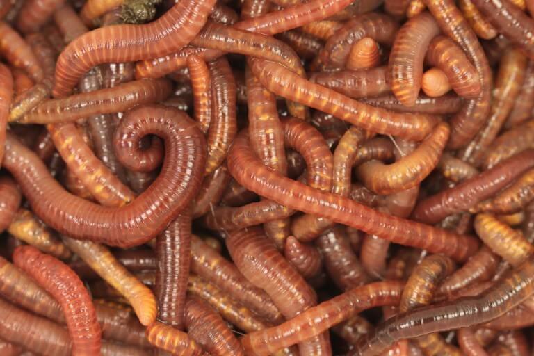 Worms - photo: shutterstock
