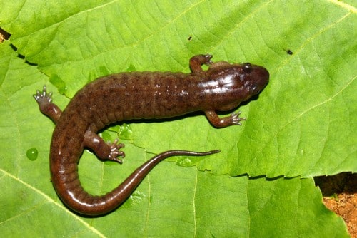 A lungless salamander of the species (Desmognathus conanti) in the southern USA. Photo: shutterstock