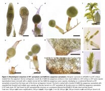 בידוד הגן לרביה אל מינית בצמחים. אוניברסיטת תל אביב