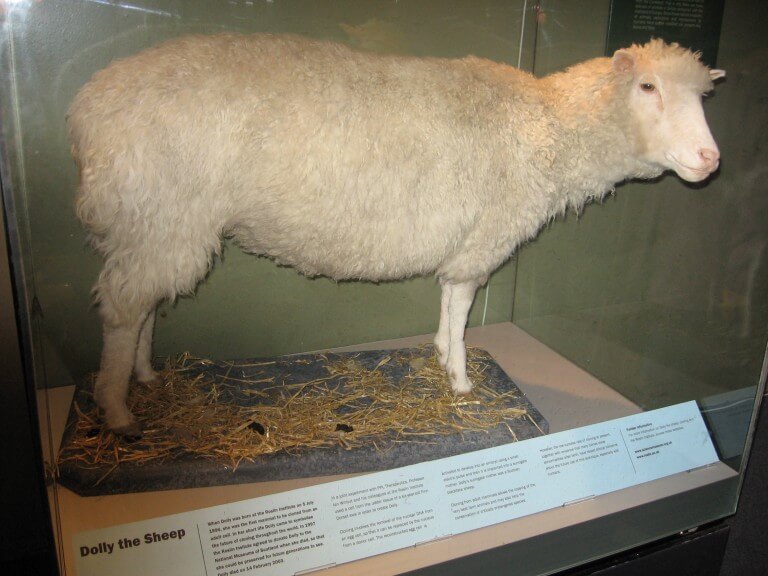 Dolly the sheep stuffed animal. From Wikipedia
