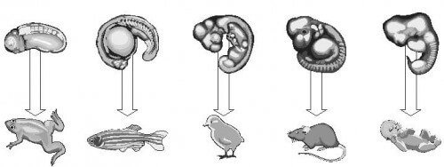למרות השונות הגבוהה במבנה גופם של בעלי חיים בוגרים (למטה), בשלב הפילוטיפי (למעלה) נראים עובריהם דומים מאוד זה לזה. 