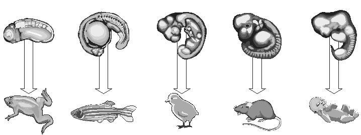 Despite the high variation in body structure of adult animals (below), at the phylotypic stage (above) their embryos look very similar to each other.