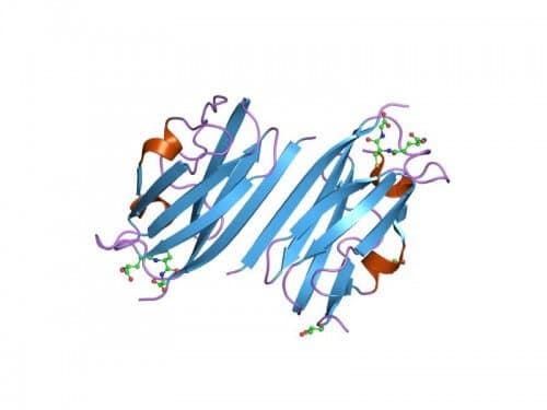 An integrin is a transmembrane protein that is sensitive to signals received both from inside the cell and from its external environment. In its outer part it includes a binding site consisting of a sequence of three defined amino acids. In its internal part it includes a link to a material called Talin. In this way, the protein communicates between the inside of the cell and its external environment. Illustration: from Wikipedia