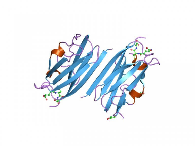 An integrin is a transmembrane protein that is sensitive to signals received both from inside the cell and from its external environment. In its outer part it includes a binding site consisting of a sequence of three defined amino acids. In its internal part it includes a link to a material called Talin. In this way, the protein communicates between the inside of the cell and its external environment. Illustration: from Wikipedia