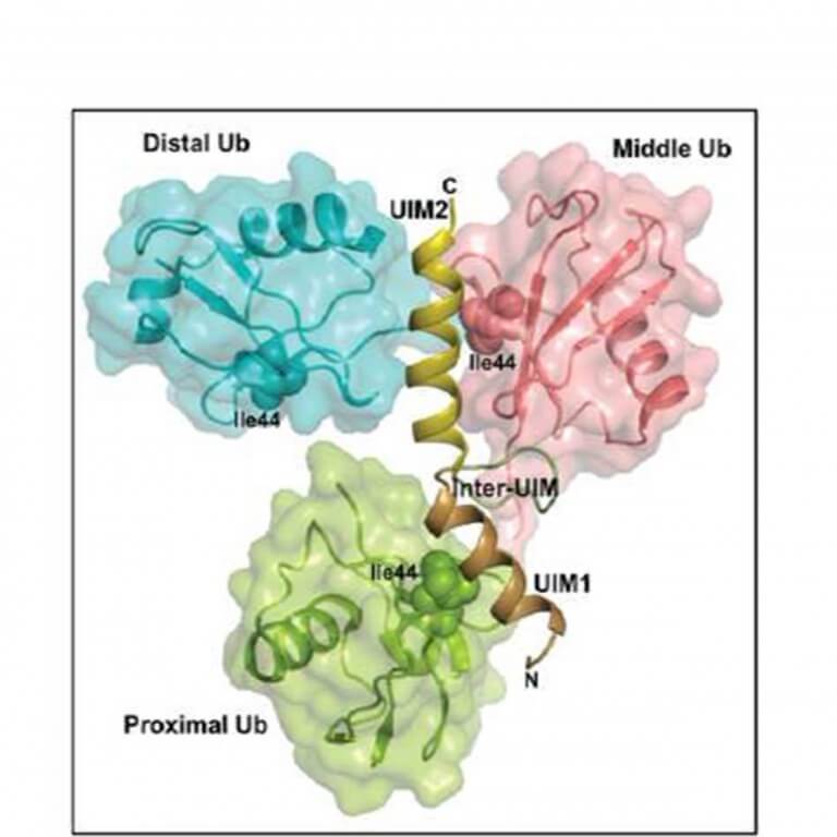 Solved spatial structure of the ubiquitin chain with the AIRAPL protein (yellow). It can be seen that the UIM2 interaction surface of AIRAPL enables specific binding to the LYS48 conformation of the ubiquitin chain and allows the last ubiquitin in the chain additional available binding space. Photo: Technion spokespeople