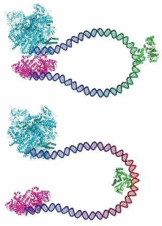 genetic silencing. Illustration: The Technion