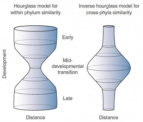 The figure shows the variation between different species during development. On the left, species in which the variation is small in the phylotypic stage (in the middle of the development process) belong to the same campaign. On the right, species in which the greatest variation is at the phylotypic stage belong to different systems.