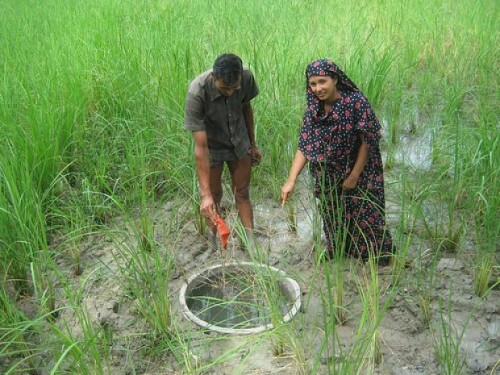 Fish farming in a rice field