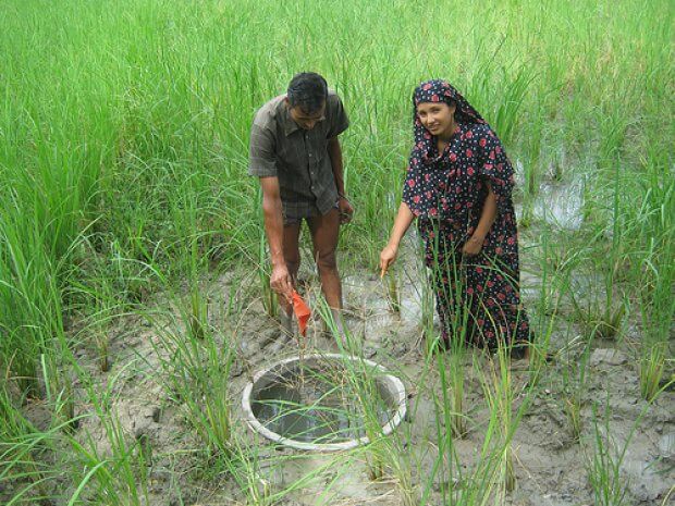גידול דגים בשדה אורז