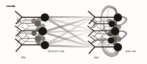 neural network. Illustration: Dr. Oren Shariki, Ben Gurion University