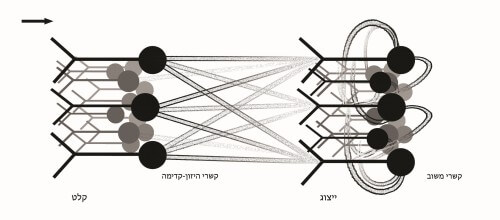 רשת נוירונים. איור: ד"ר אורן שריקי, אוניברסיטת בן גוריון