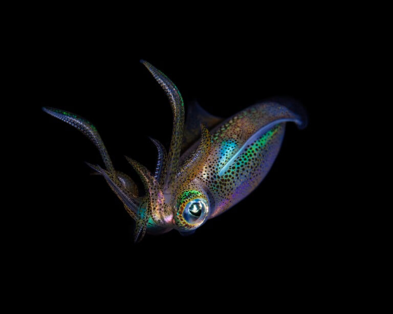 A squid photographed at night underwater. Photo: shutterstock