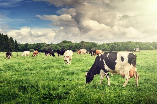 A herd of cows graze in a field. Photo: shutterstock