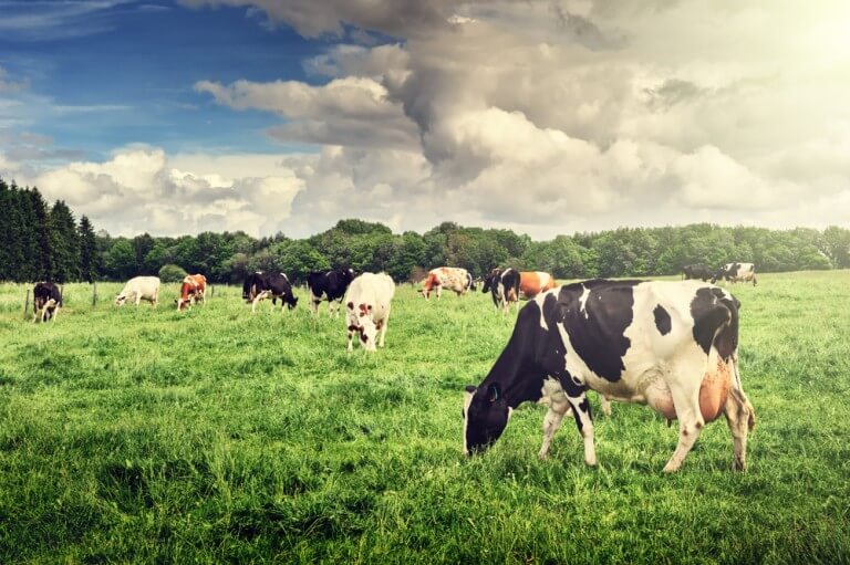 A herd of cows graze in a field. Photo: shutterstock