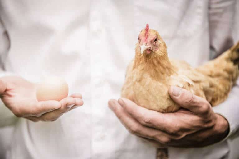 The chicken and egg paradox. Photo: shutterstock