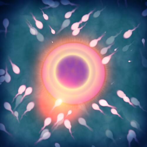sperm and egg cells. Illustration: shutterstock
