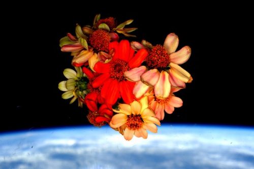 הפרחים לאחר שנקטפו, על רקע כדור הארץ. מקור: ערוץ הטוויטר של קלי.