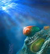 ציאנובקטריה החיים בים או במים מתוקים מגינים על עצמם מקרינת אור עודפת ע"י הפעלת חלבון הקרוטן הכתום (orange carotenoid protein – OCP). ה-OCP מופעל ע"י אור חזק ומשנה את צבעו מכתום לאדום. התמונה מציגה שלושה תאים, האחד באור מלא (למעלה, צבע אדמדם), אחד בצל (למטה, צבע כתמתם) ואחד באמצע. במאמר הוצע מנגנון הפעולה של ה-OCP: אחרי הפעלה הקצה האמיני של החלבון "חופר" לתוך קומפלקס האנטנה שנקרא הפיקוביליזום (Phycobilisome), וע"י כך מונע זרימת האנרגיה אל מרכזי הראקציה. איור: איתי גולדשמיד