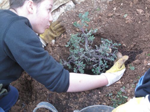 The members of the "GREEN TEAM" of the botanical garden during the planting of the "Merwa Hafim" in the Emek El-Edzim Park in Jerusalem Photo: Maayan Shiri