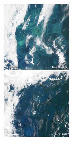 פריחת אצות רחבה באוקיינוס האטלנטי הצפוני בסוף יולי 2012 (למעלה). היא נעלמה עד תחילת יולי בשל פגיעת נגיף (למטה). אימג'ים: הלווין "אווה" של נאס"א