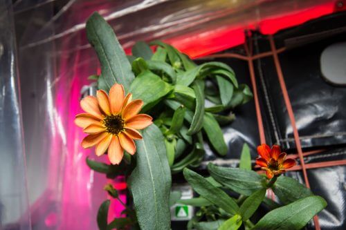 One of the zinnia flowers is floating inside the space station. Source: NASA.