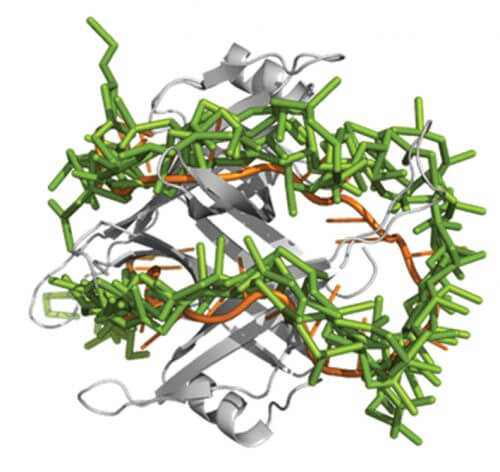 مجموعة تتكون من بروتين "داعم" (رمادي) وجزيء DNA. إن بنية الحلزون الواحد للحمض النووي (باللون الأخضر)، والتي تنبأ بها النموذج، تتوافق مع البنية الحلزونية المكتشفة في التجربة (باللون البرتقالي). المصدر: معهد وايزمان للعلوم.