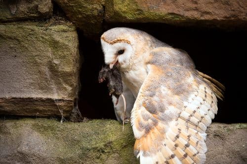 A soul carries its prey. Photo: shutterstock