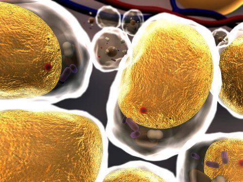 fat cell. Image: shutterstock