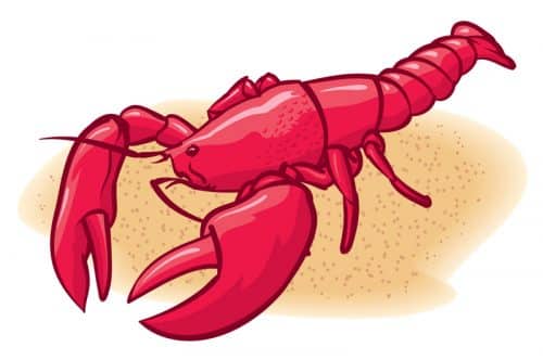 lobster. Illustration: shutterstock