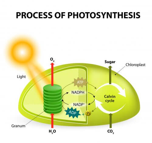 the process of photosynthesis. Illustration: shutterstock