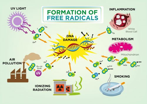 How are free radicals formed? Infographic: shutterstock