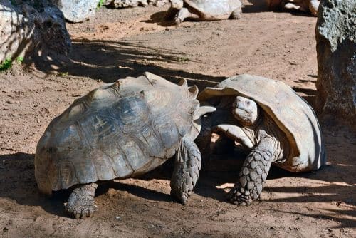 Turtles on safari in Ramat Gan. Photo: shutterstock