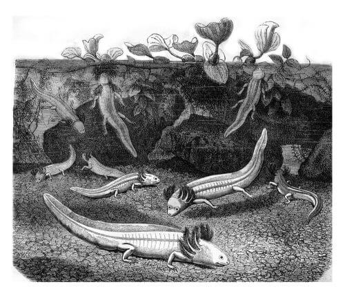 סלמנדרה לבקנית ממקסיקו. מראה תכונות של העוברים הראשונים מהיבשה לים. מתוך Magasin Pittoresque 1878. צילום: shutterstock