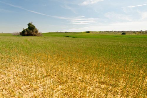 שדה חיטה בישראל לאחר בצורת. צילום: shutterstock