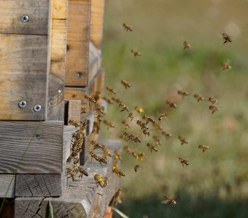 beehive. Photo: shutterstock