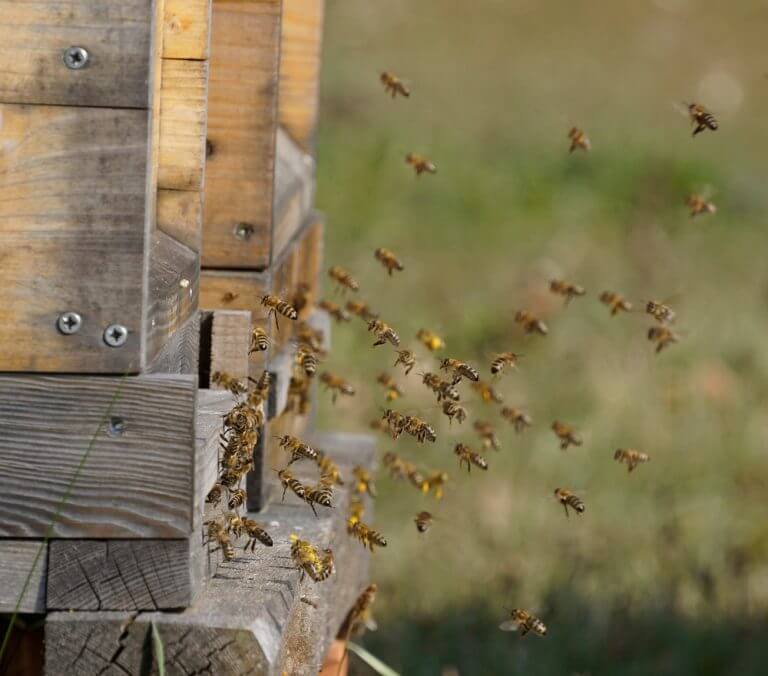 כוורת דבורים. צילום: shutterstock